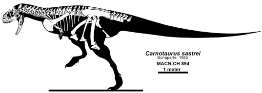 carnotaurus_sastrei_skeleton_sm