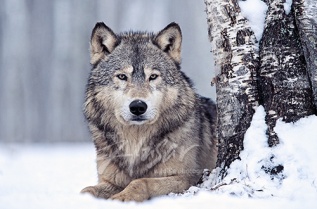 Timber wolf at the base of a tree in winter; Minnesota (captive)